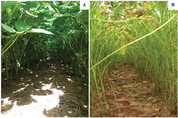 Soybean canopy with and without fungicide application to control Phakopsora pachyrhizi