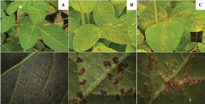 The three types of soybean responses to infection by Phakopsora pachyrhizi
